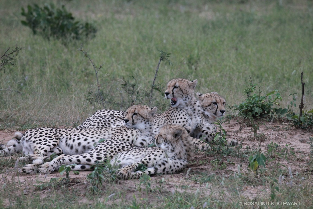 Cheetah