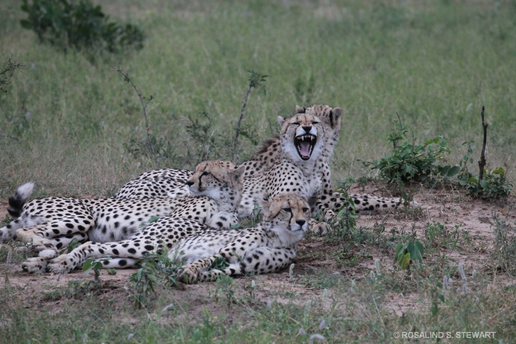 Cheetah