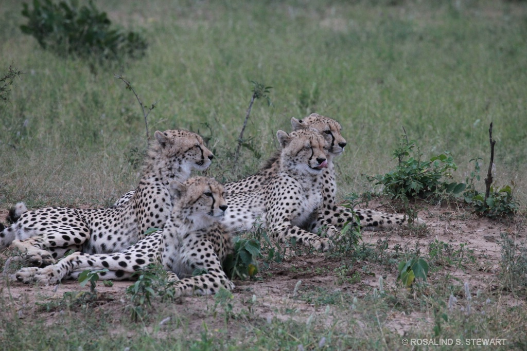Cheetah