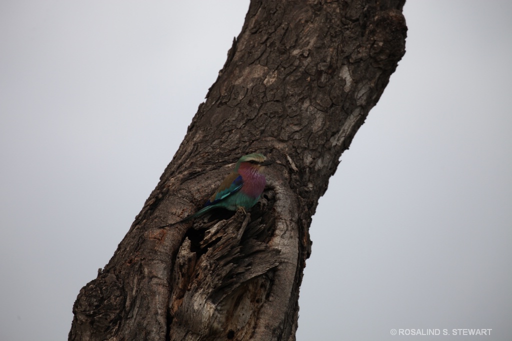 Lilac breasted roller