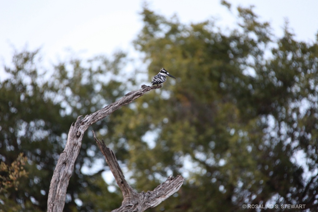Spotted Kingfisher