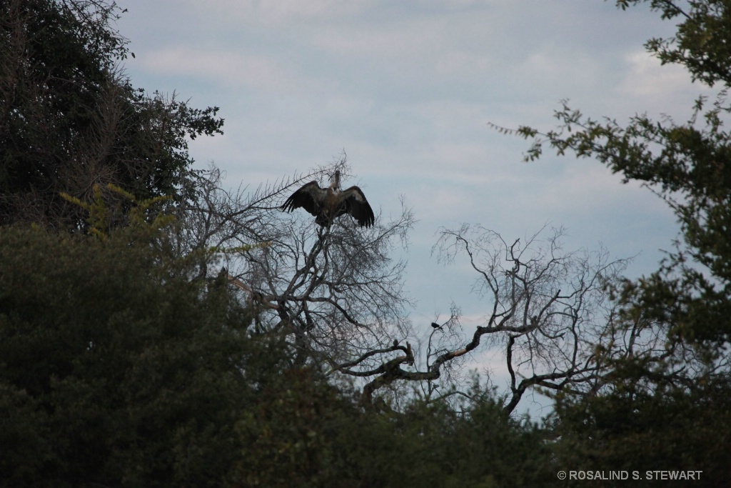 Vulture