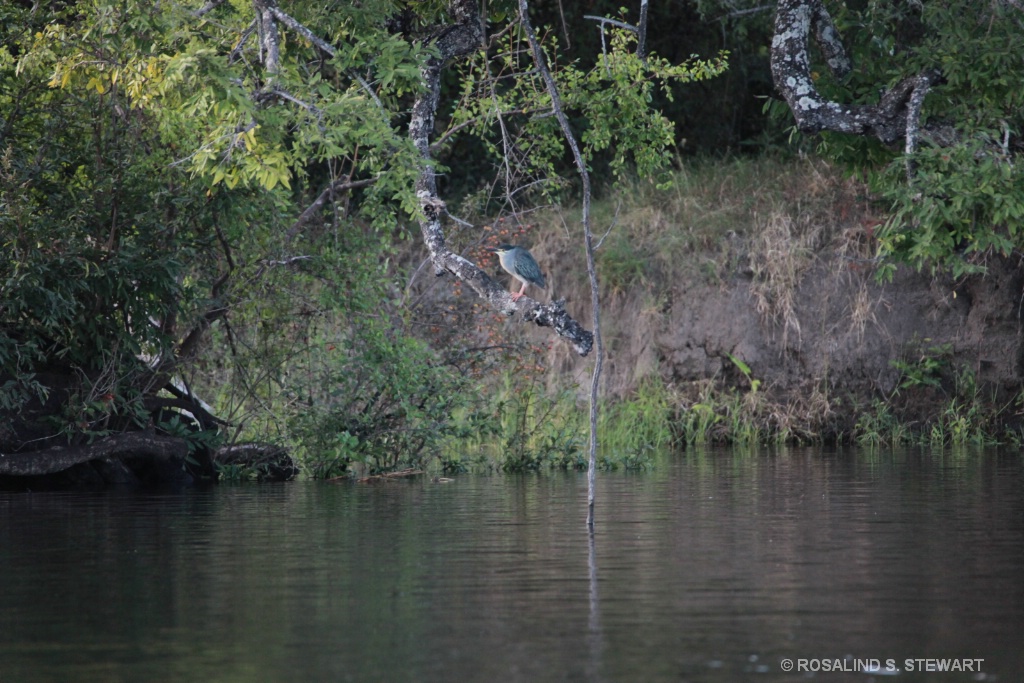 Kingfisher