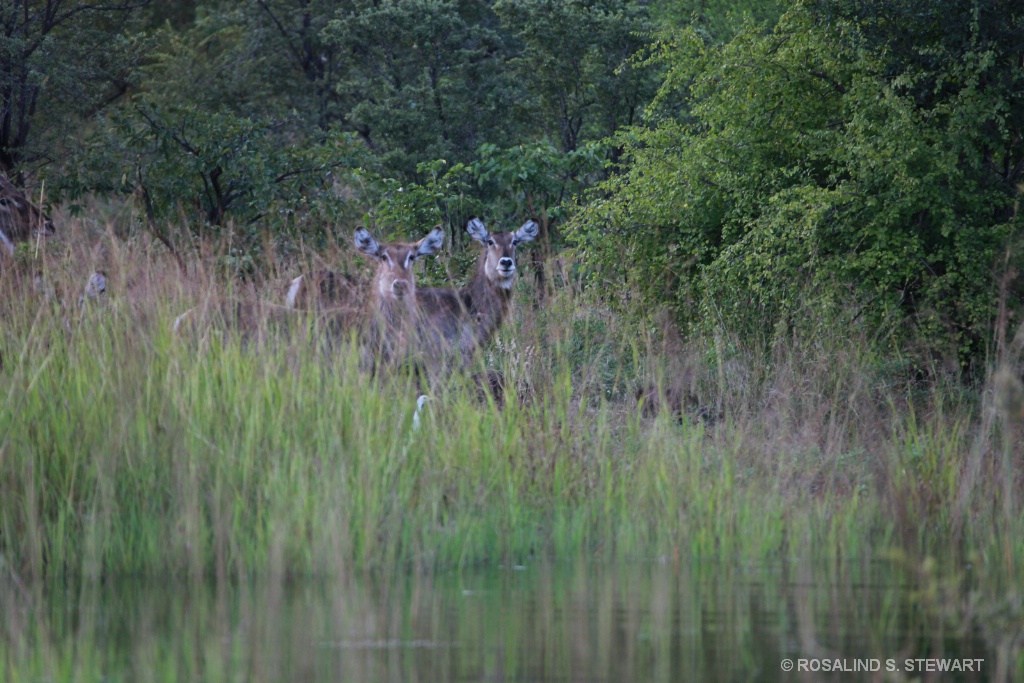 Water Buck