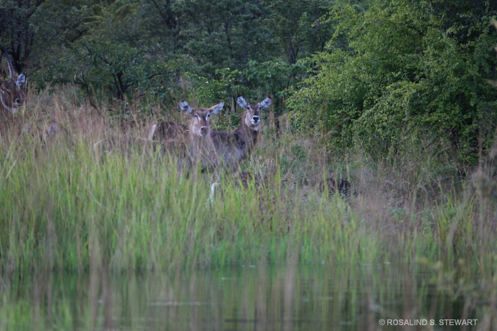 Water Buck