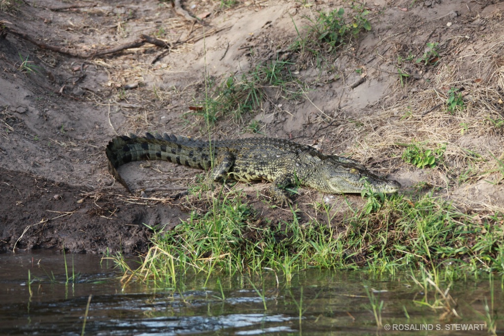 Crocodile