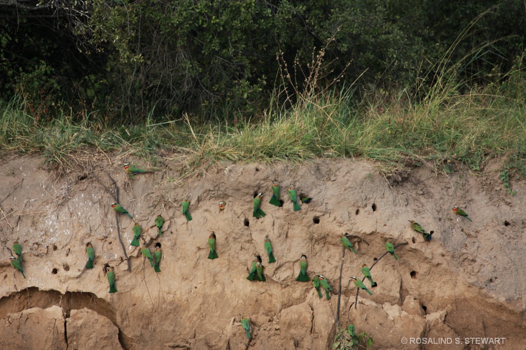 Bee-Eater nests