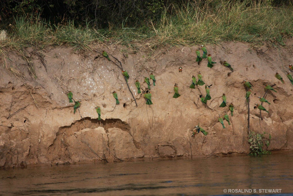 Bee-Eater nests
