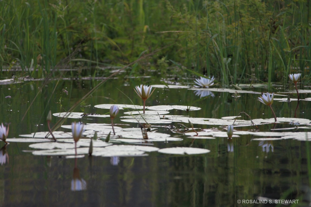 Water lillies