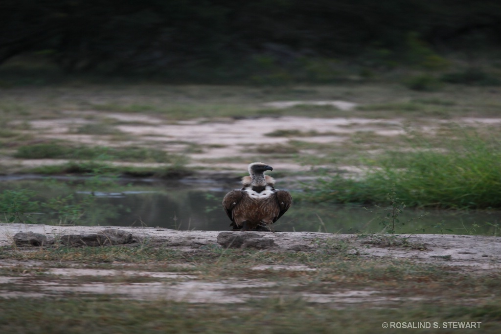 Vulture