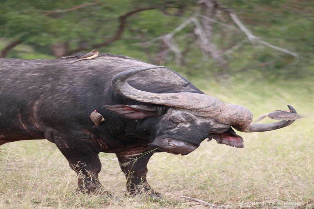 Buffalo