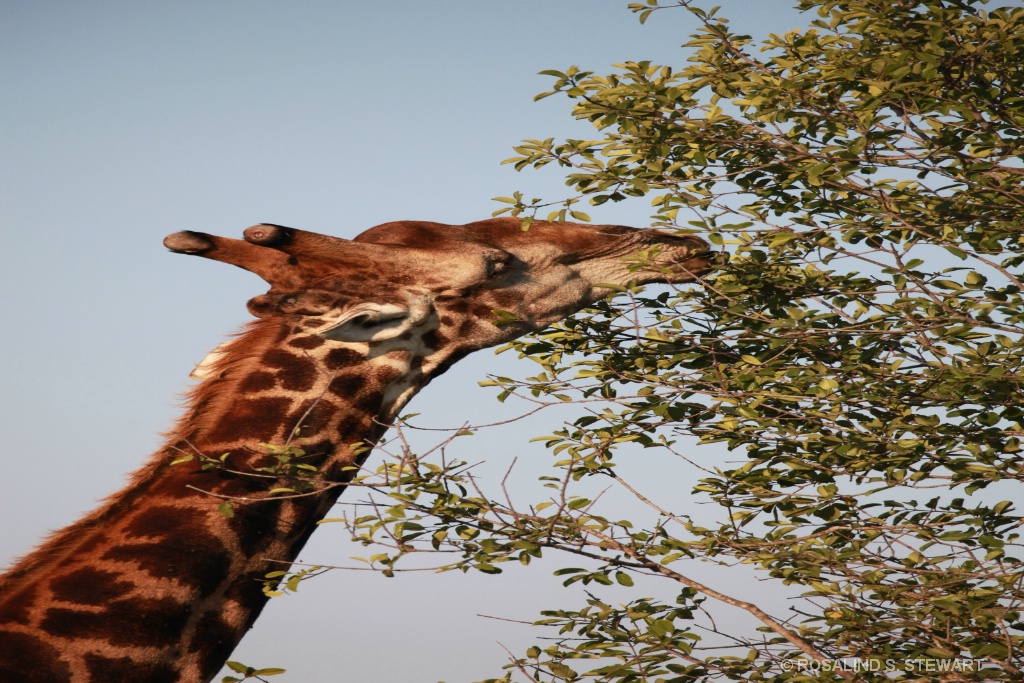 Giraffe