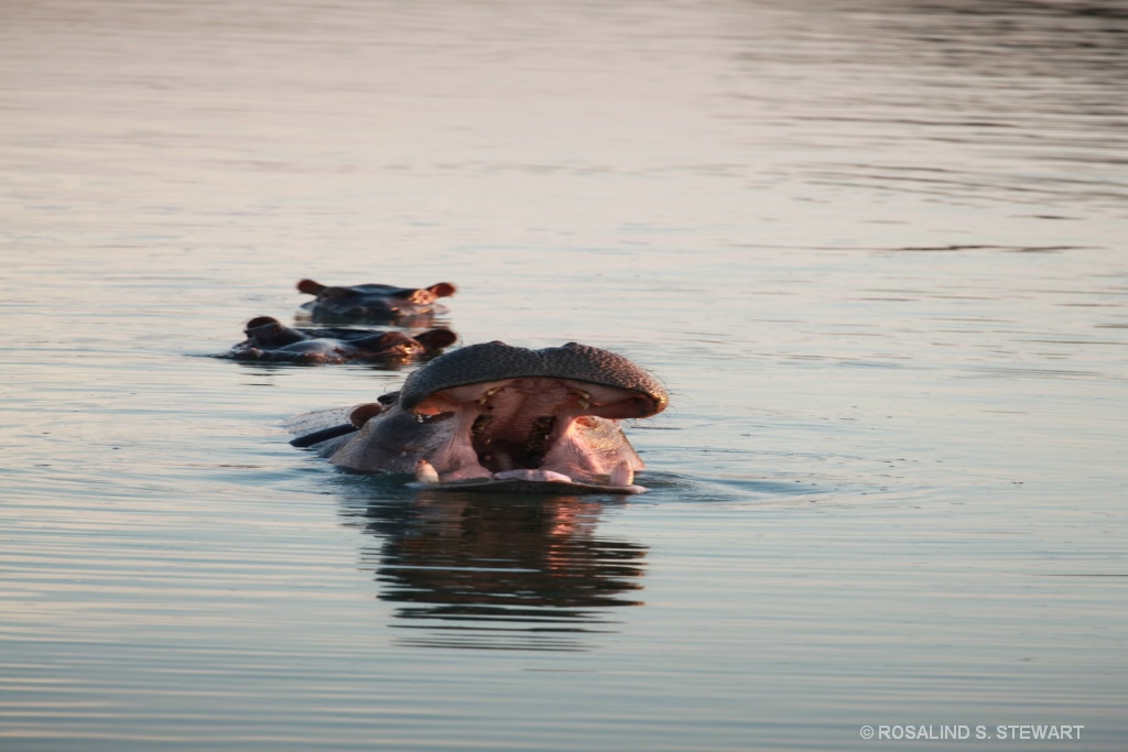Hippos yawning