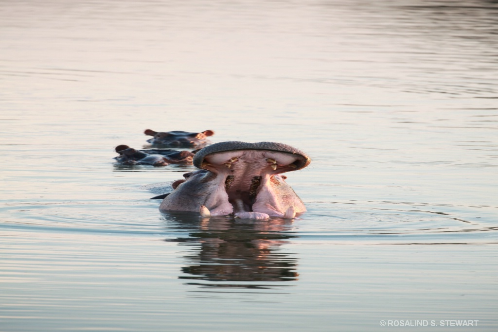 Hippos yawning