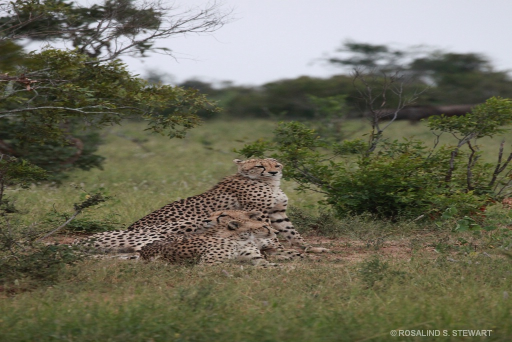 Cheetah