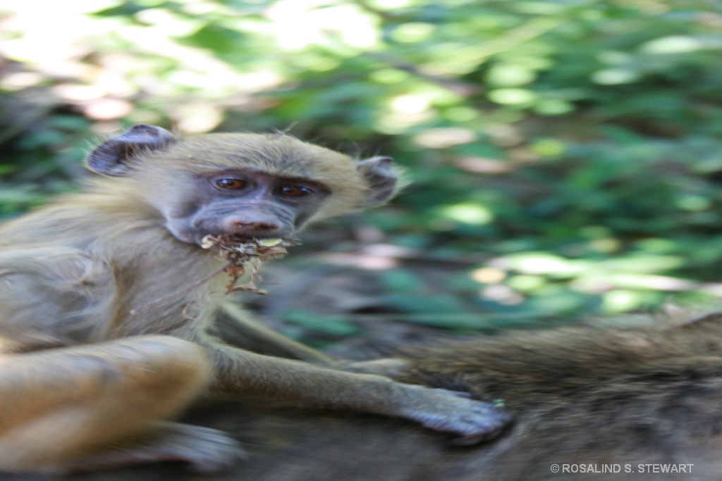 Gibbons