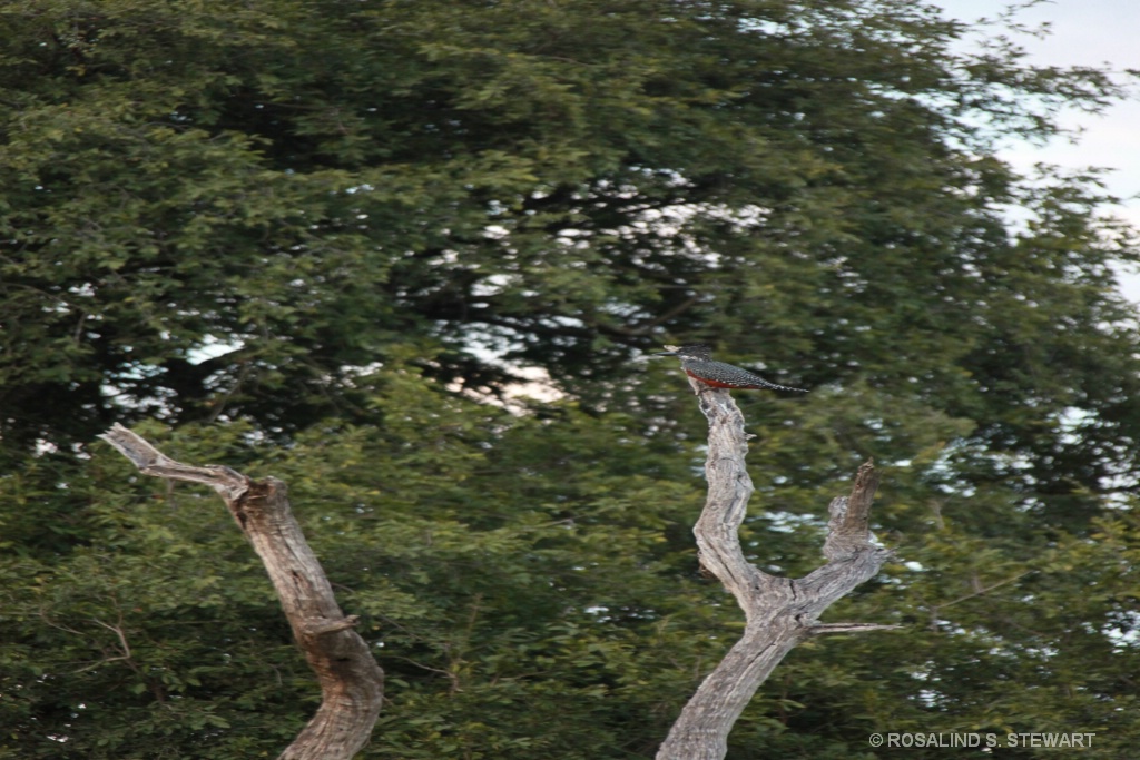 Kingfisher