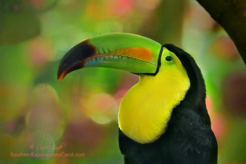 Toucan