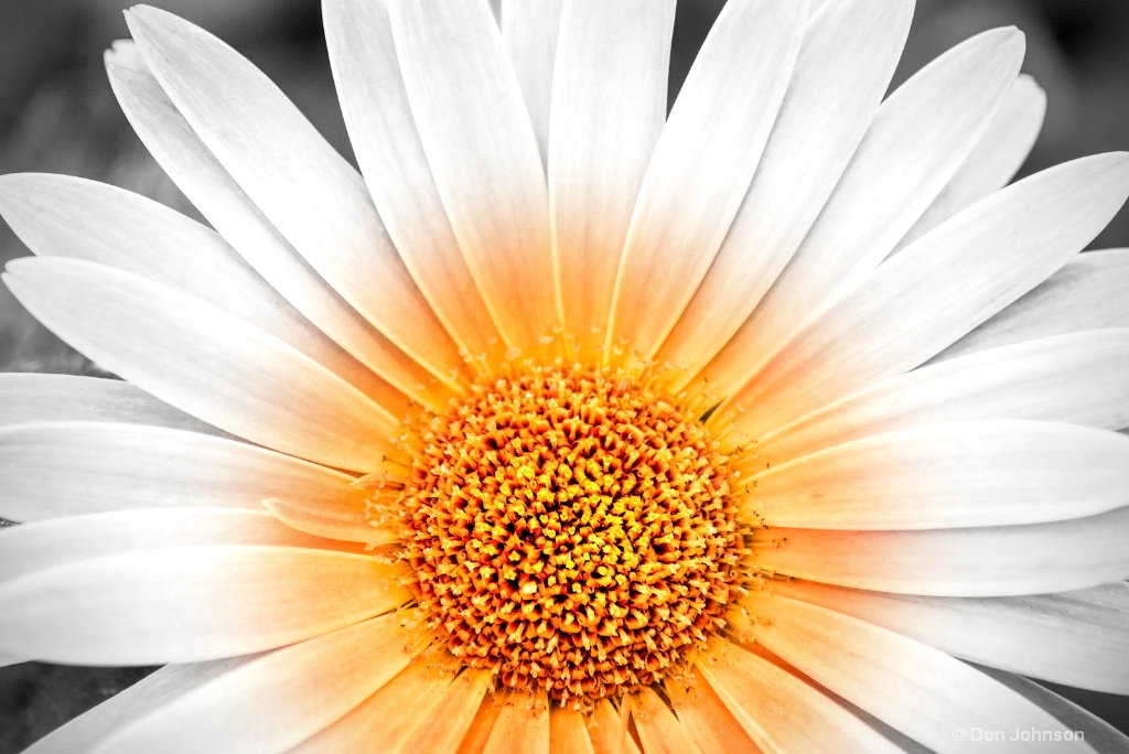 Pale Gerbera Splash-2 12-0 F LR 5-6-18 J577