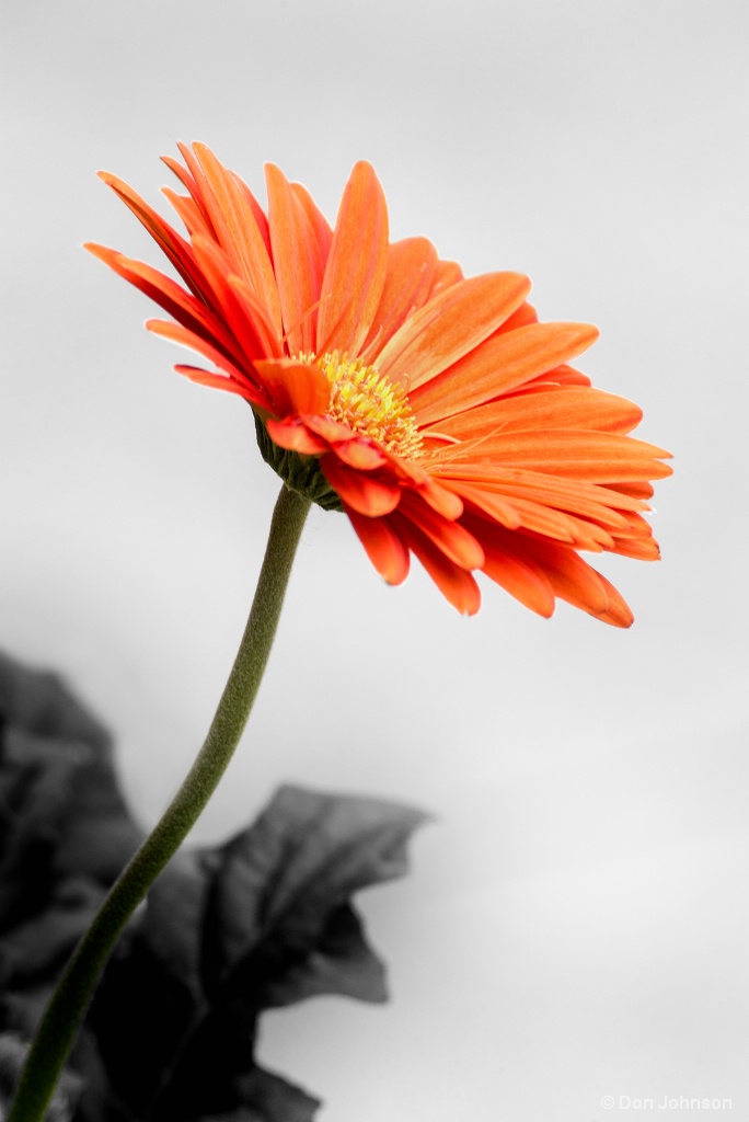 Profile of a Gerbera-SC 4-28-18 146
