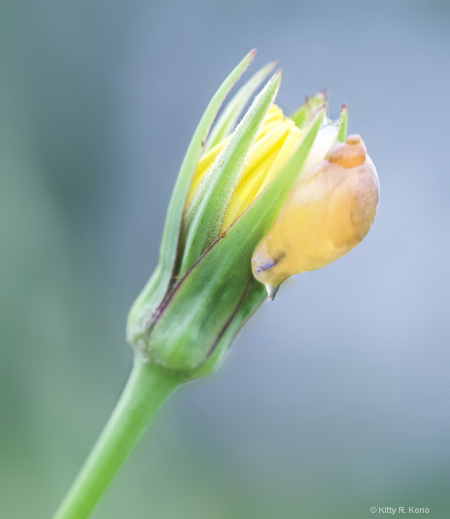 The Snail and the Wild Flower    