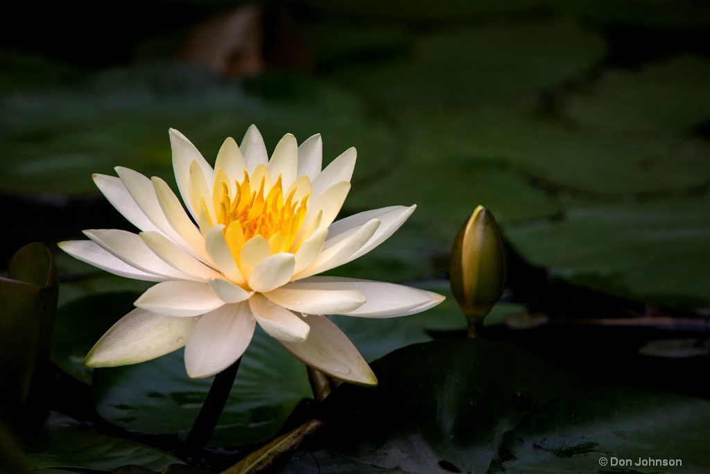 NZ Water Lily 3-0 F LR 5-27-18 J133