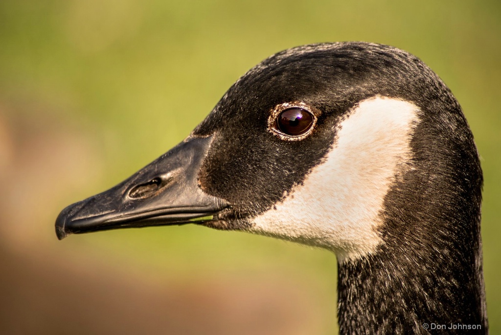 Can Goose-Rio 3-0 F LR 5-21-18 J371