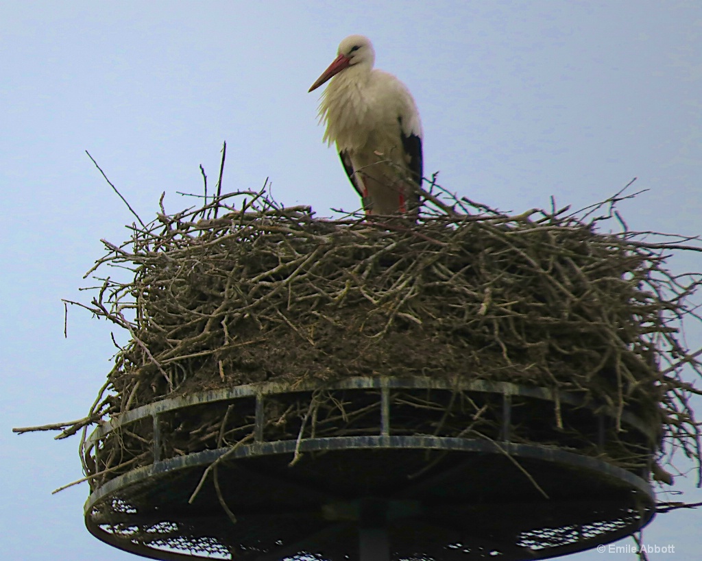 Sitting proud