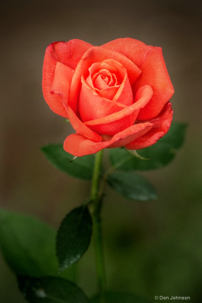 BSG Rose 3-0 F LR 6-10-18 J255