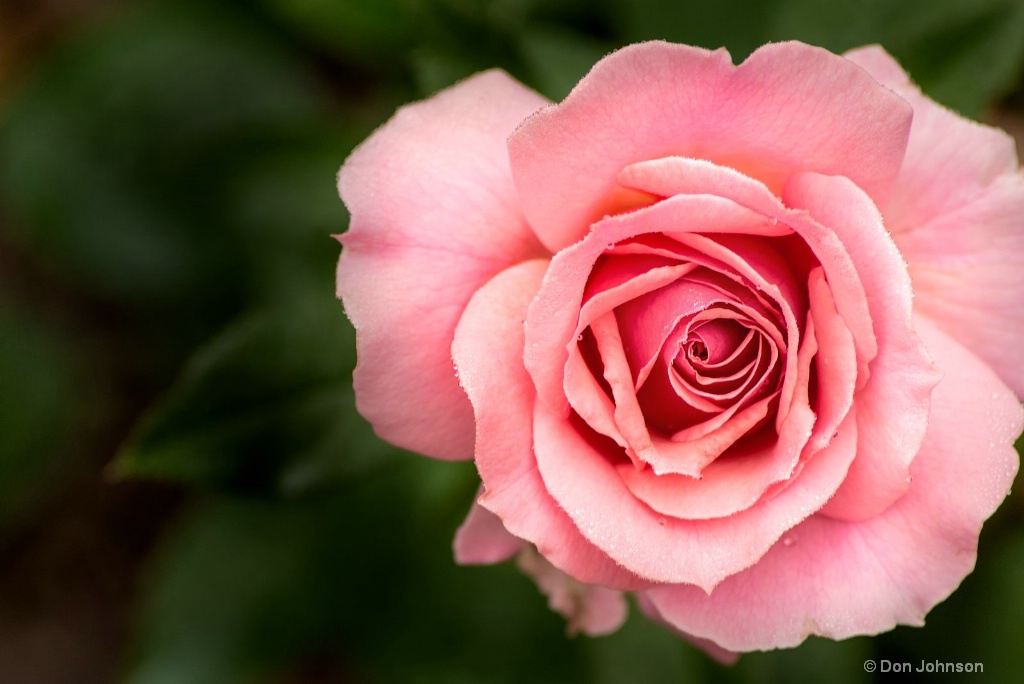 Pink Rose-BSG 3-0 F LR 6-10-18 J311
