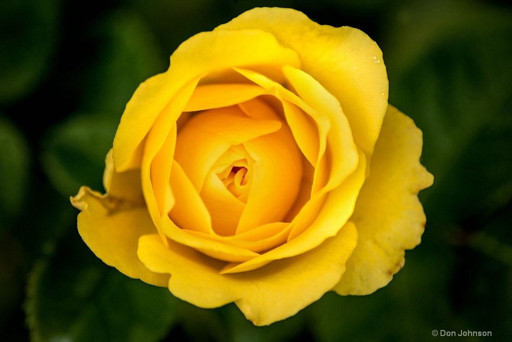 Yellow Rose-BSG 3-0 F LR 6-10-18 J371