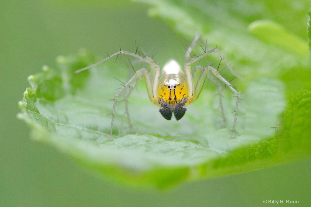 The Grumpy Striped Lynx Spider