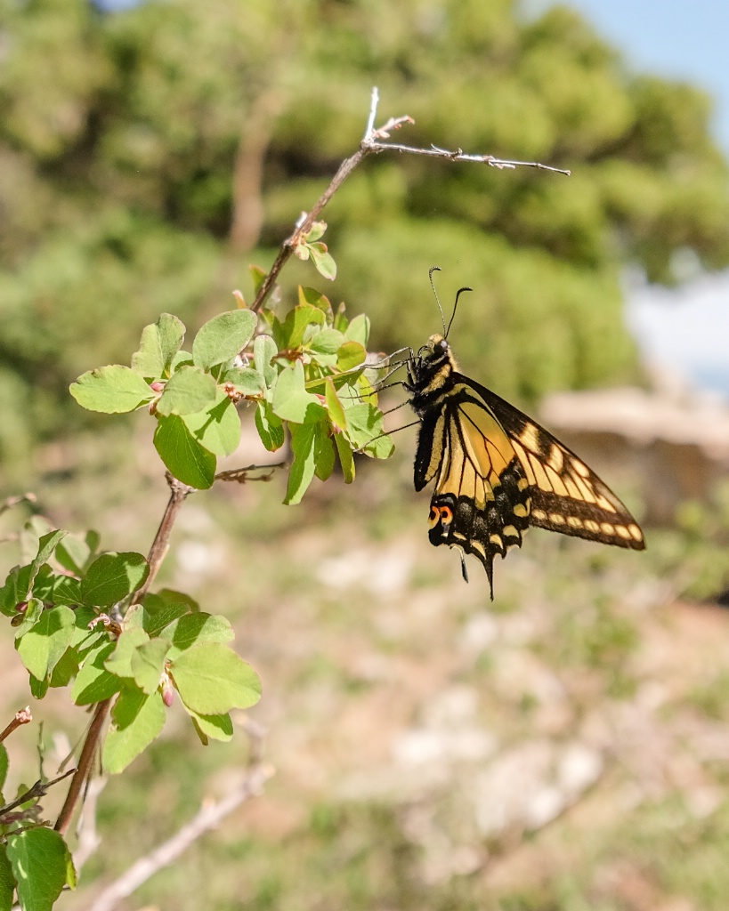 butterfly in the woods