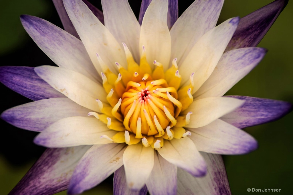 Multi-Colored Lily 3-0 F LR 6-13-18 J176