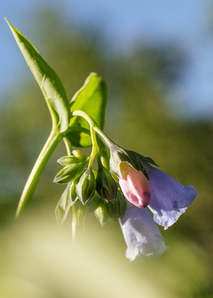 mountain bluebell 