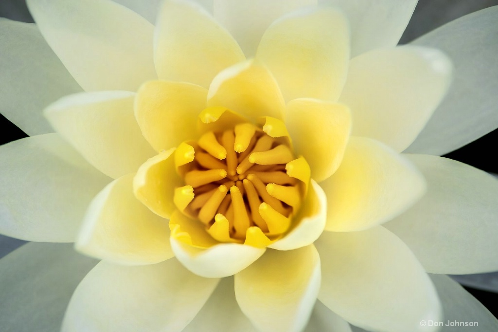 White-Yellow Lily 3-0 F LR 6-13-18 J011