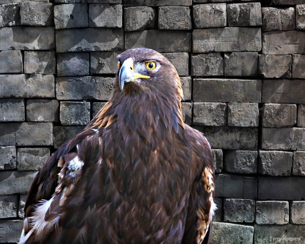 Golden Eagle