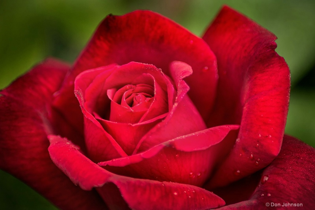 Red Rose-BSG 3-0 F LR 6-10-18 J412