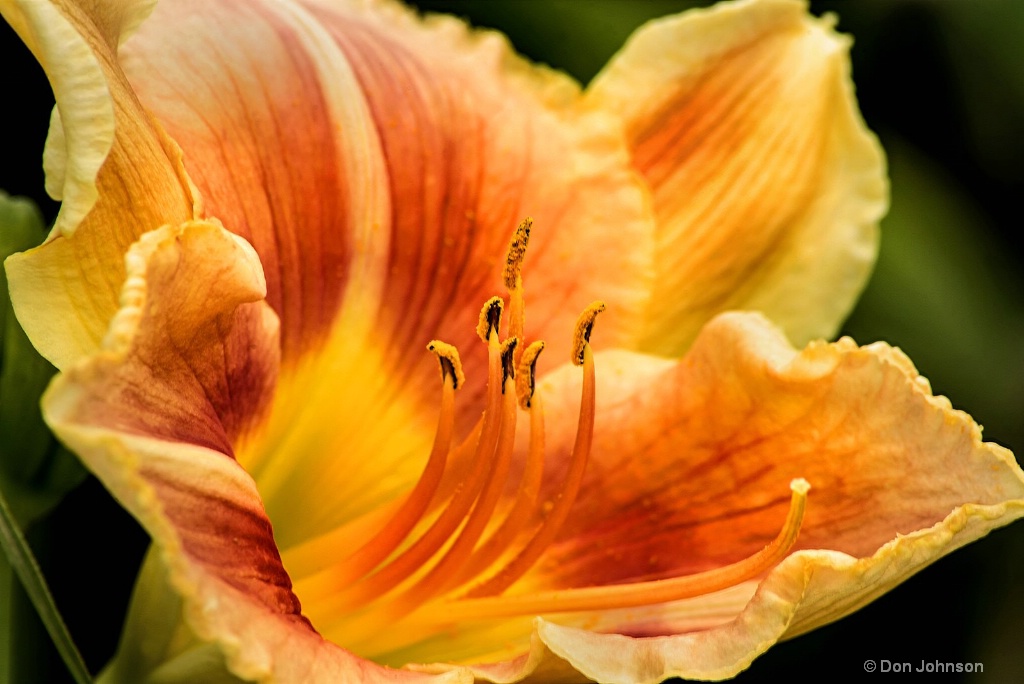Multi-Colored Day Lily 3-0 F LR 6-23-18 J117 edite