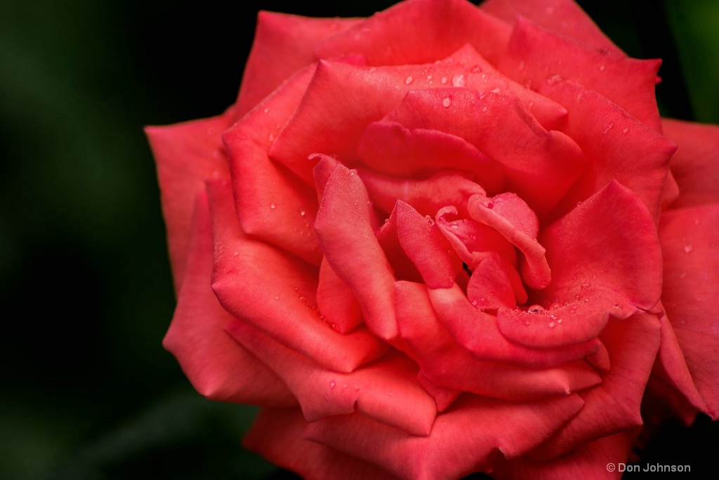 Another BSG Rose 3-0 F LR 6-10-18 J241