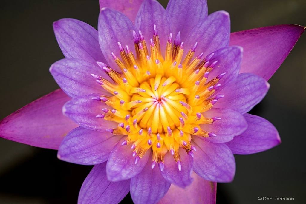 Lily at Lily Pons 3-0 F LR 6-13-18 J205