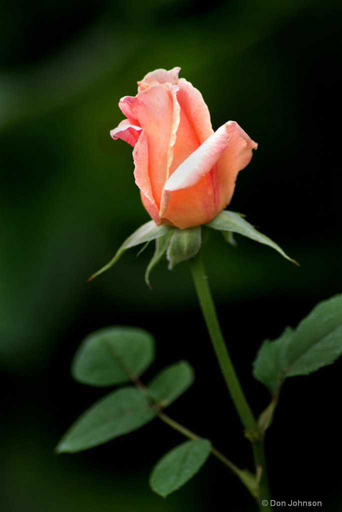 Profile-Pink Rose 3-0 F LR 6-10-18 J240
