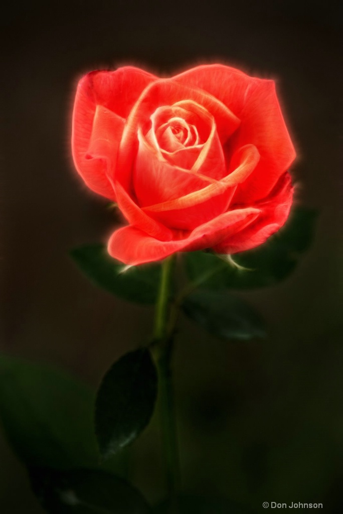 Artistic BSG Rose 6-0 F LR 6-10-18 J255
