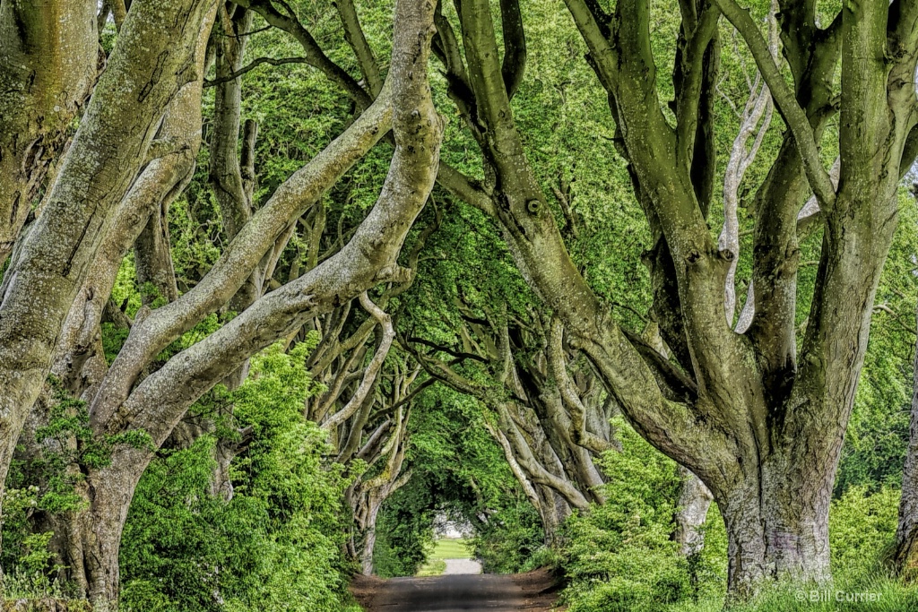 Dark Hedges - Northern Ireland