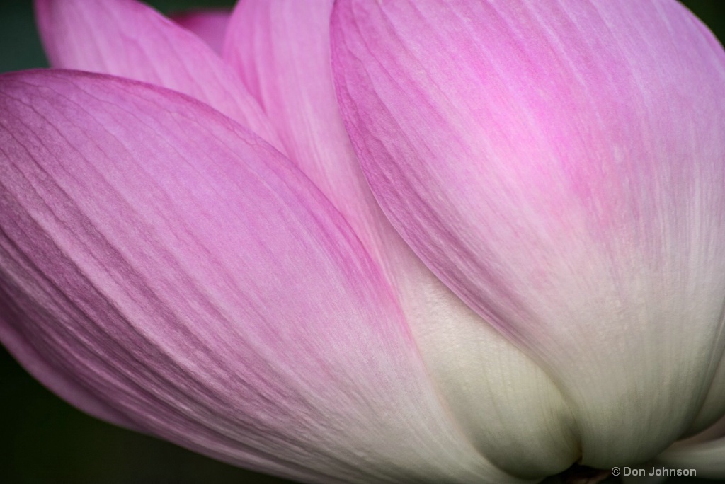 Lotus Petals Macro 3-0 F LR 7-7-18 J283