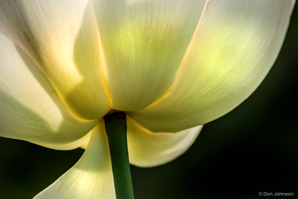 Bottom of Lotus 7-7-17 597