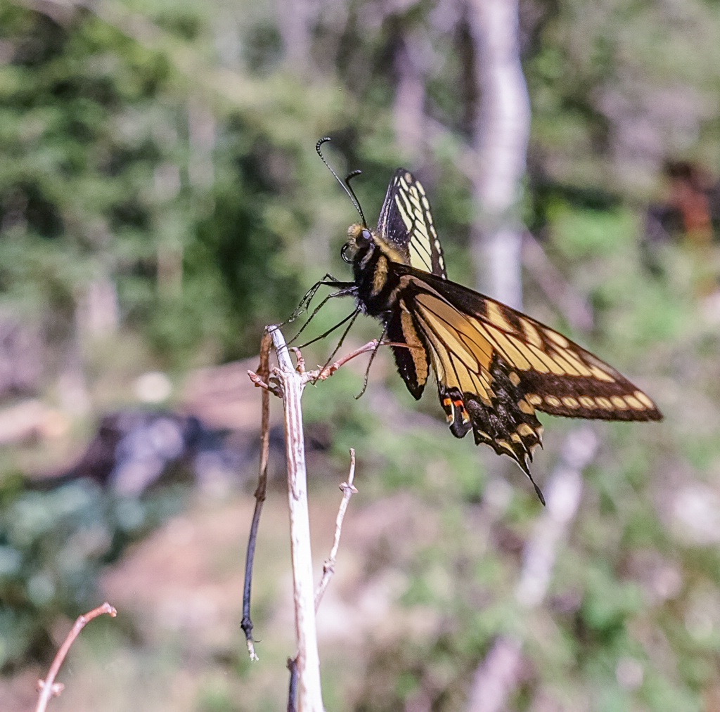 Butterfly in the woods