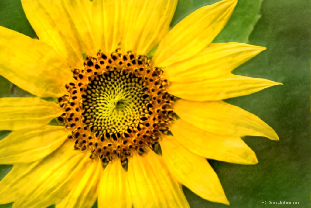 Artistic Summer Sunflower 6-0 F LR 7-13-18 J337
