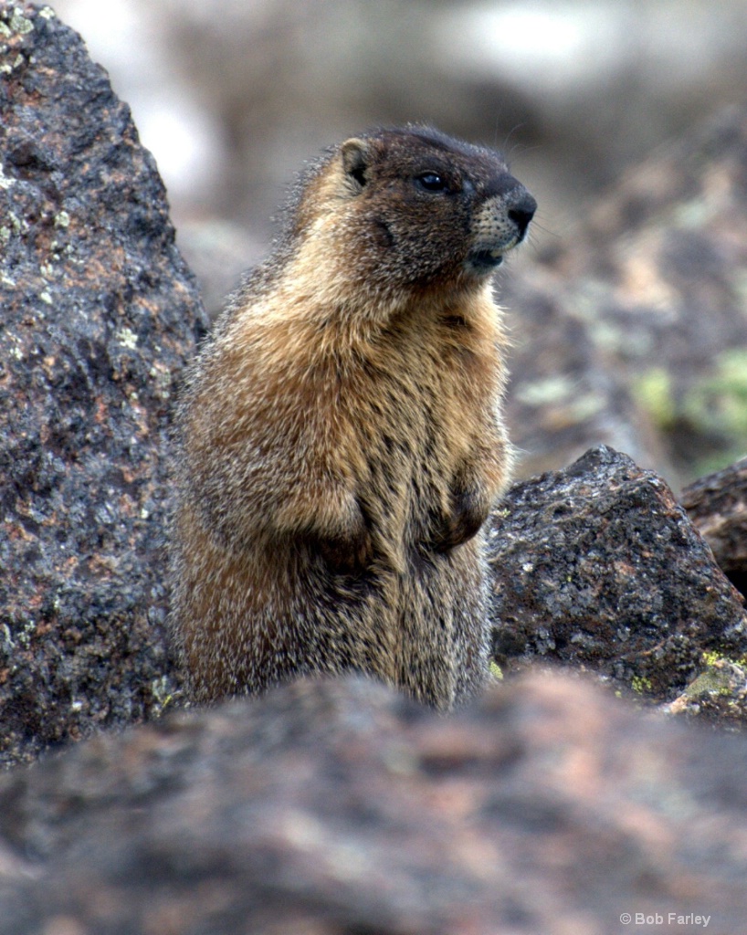 Marmot looking