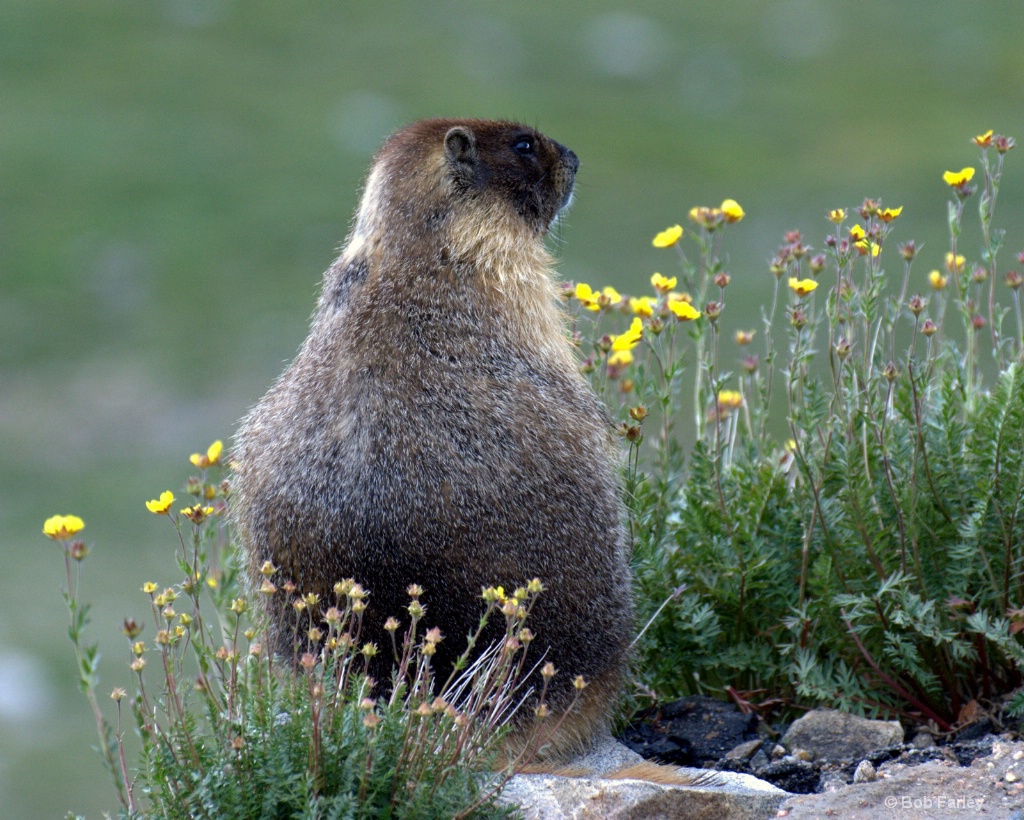 the majestic marmot